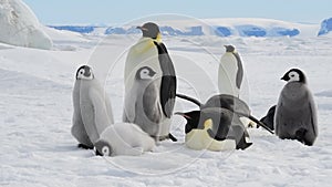 Emperor Penguins with chicks in Antarctica