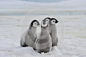 Emperor Penguins chicks