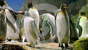 Emperor Penguins with chicks close up. 4k footage.