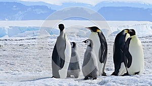 Emperor Penguins with chicks close up in Antarctica