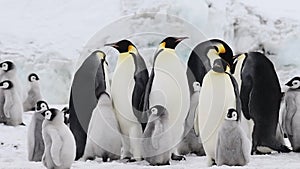 Emperor Penguins with chicks close up in Antarctica