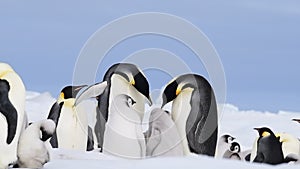 Emperor Penguins with chicks close up in Antarctica