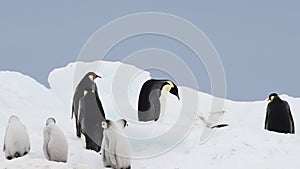 Emperor Penguins with chicks close up in Antarctica