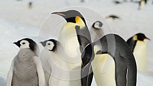 Emperor Penguins with chicks close up in Antarctica