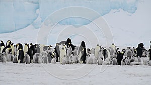 Emperor Penguins with chicks close up in Antarctica