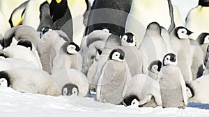 Emperor Penguins with chicks close up in Antarctica