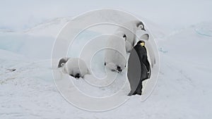 Emperor Penguins with chicks close up in Antarctica