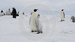 Emperor Penguins with chicks close up in Antarctica