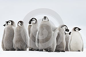 Emperor Penguins chicks on ice