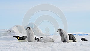 Emperor penguins with chicks on the ice