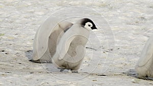 Emperor Penguins chicks on the ice in Antarctica