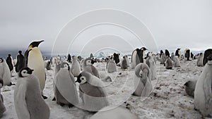 Emperor Penguins with chiks close up in Antarctica