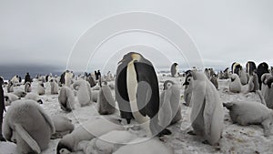 Emperor Penguins with chiks close up in Antarctica