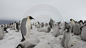 Emperor Penguins with chiks close up in Antarctica