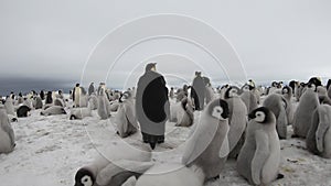 Emperor Penguins with chiks close up in Antarctica