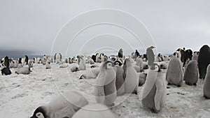 Emperor Penguins with chiks close up in Antarctica