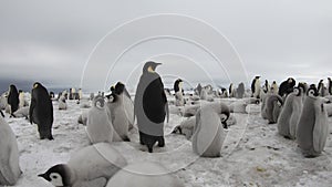 Emperor Penguins with chiks close up in Antarctica