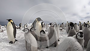 Emperor Penguins with chiks close up in Antarctica