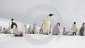 Emperor Penguins with chiks close up in Antarctica