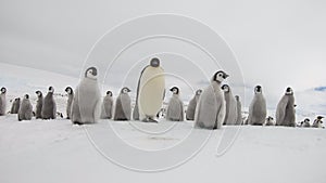 Emperor Penguins with chiks close up in Antarctica