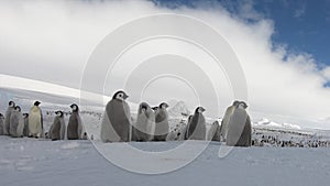 Emperor Penguins with chiks close up in Antarctica