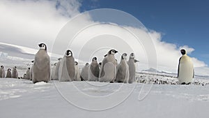 Emperor Penguins with chiks close up in Antarctica