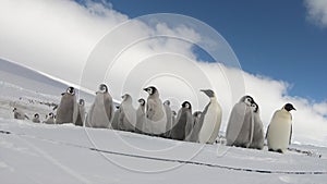 Emperor Penguins with chiks close up in Antarctica