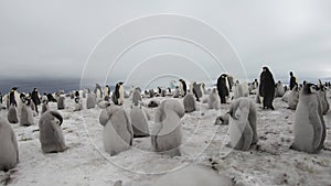 Emperor Penguins with chiks close up in Antarctica