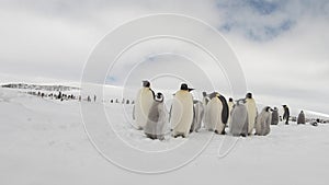 Emperor Penguins with chiks close up in Antarctica