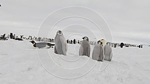 Emperor Penguins with chiks close up in Antarctica