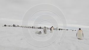 Emperor Penguins with chiks close up in Antarctica