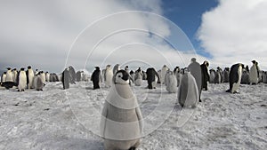 Emperor Penguins with chiks close up in Antarctica