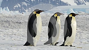 Emperor Penguins close up in Antarctica