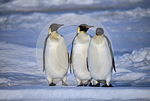 Emperor Penguins early morning on the sea ice pack, Weddell Sea, Antarctica