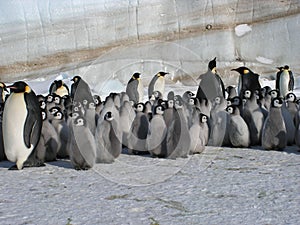 Emperor penguins flock Antarctica snow ice blue sky