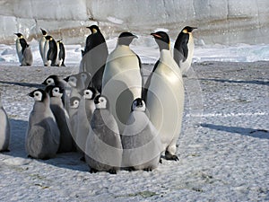 Emperor penguins flock Antarctica snow ice blue sky