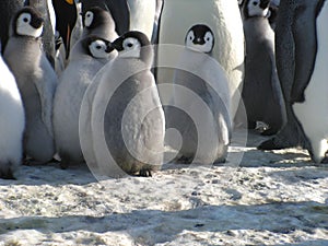 Emperor penguins flock Antarctica snow ice blue sky