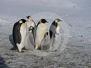 Emperor penguins flock Antarctica snow ice blue sky