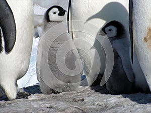 Emperor penguins flock Antarctica snow ice blue sky