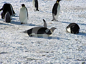 Emperor penguins flock Antarctica snow ice blue sky