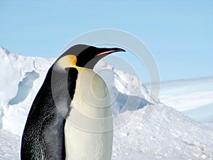 Emperor penguins flock Antarctica snow ice blue sky