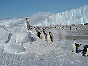 Emperor penguins flock Antarctica snow ice blue sky