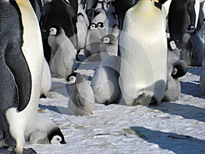 Emperor penguins flock Antarctica snow ice blue sky