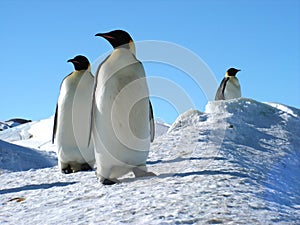 Emperor penguins flock Antarctica snow ice blue sky