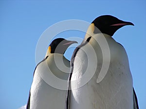 Emperor penguins flock Antarctica snow ice blue sky