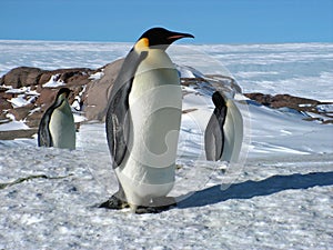 Emperor penguins flock Antarctica snow ice blue sky