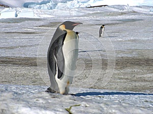 Emperor penguins flock Antarctica snow ice blue sky