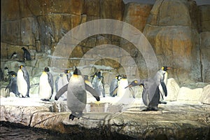Emperor penguins - home sweet cave