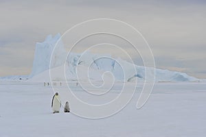 Emperor Penguins on the ice