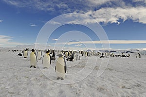 Emperor Penguins on the ice